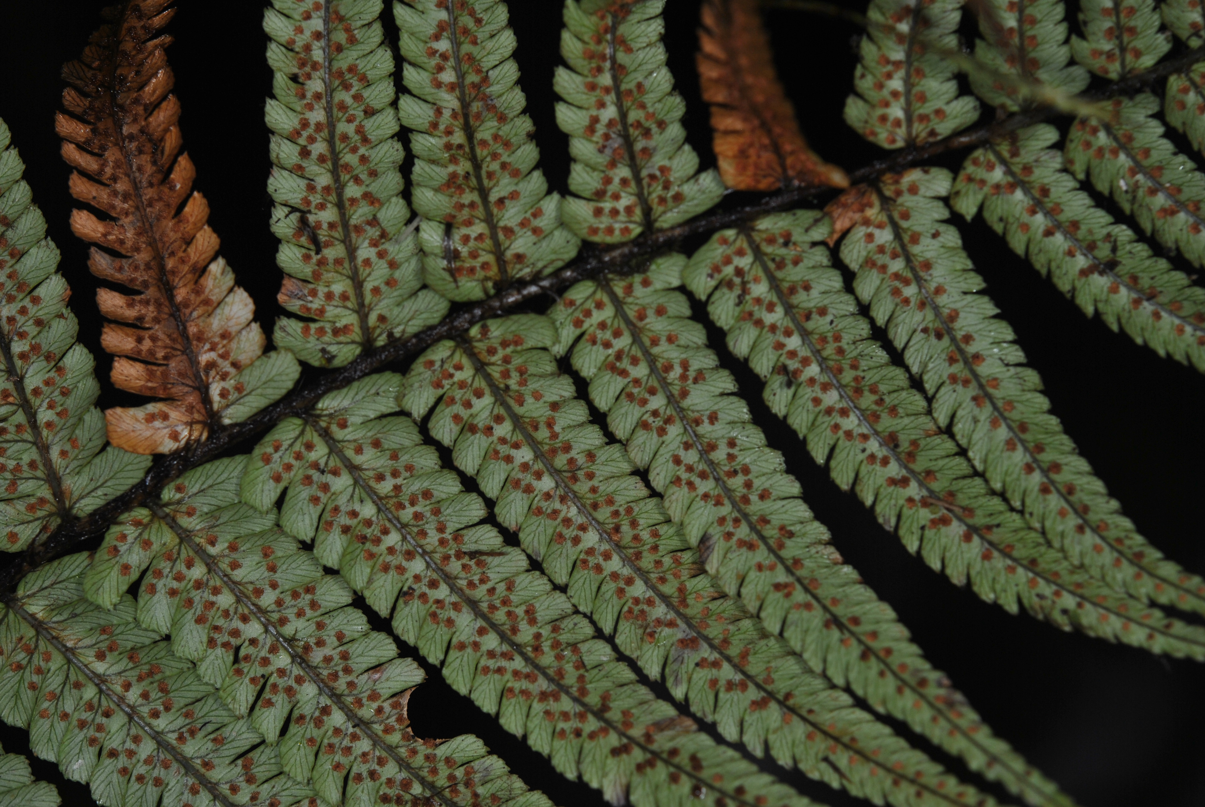 Dryopteris wallichiana