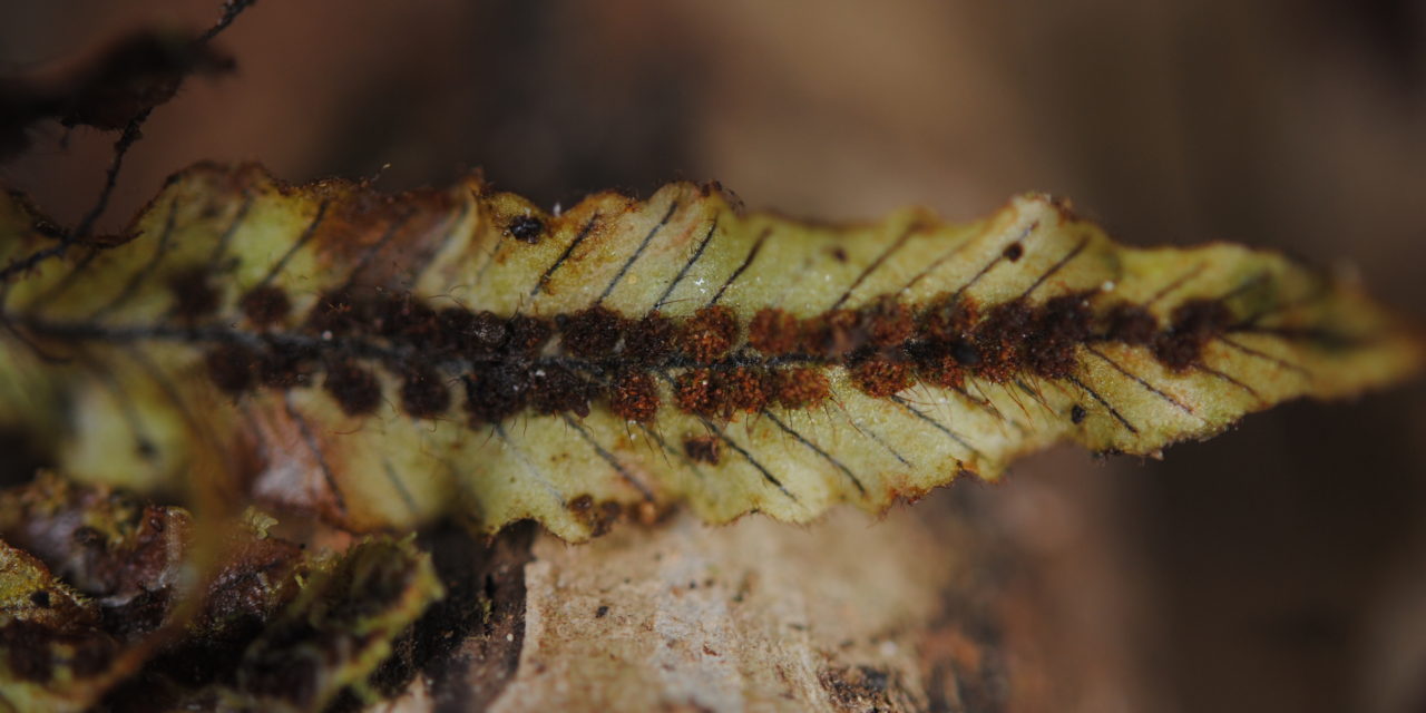 Oreogrammitis reinwardtii