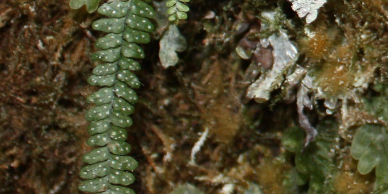 Mycopteris subtilis