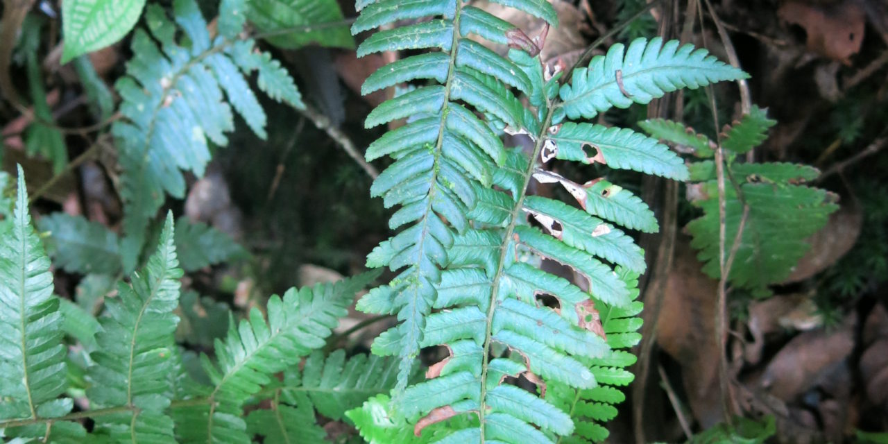 Diplazium tomentosum
