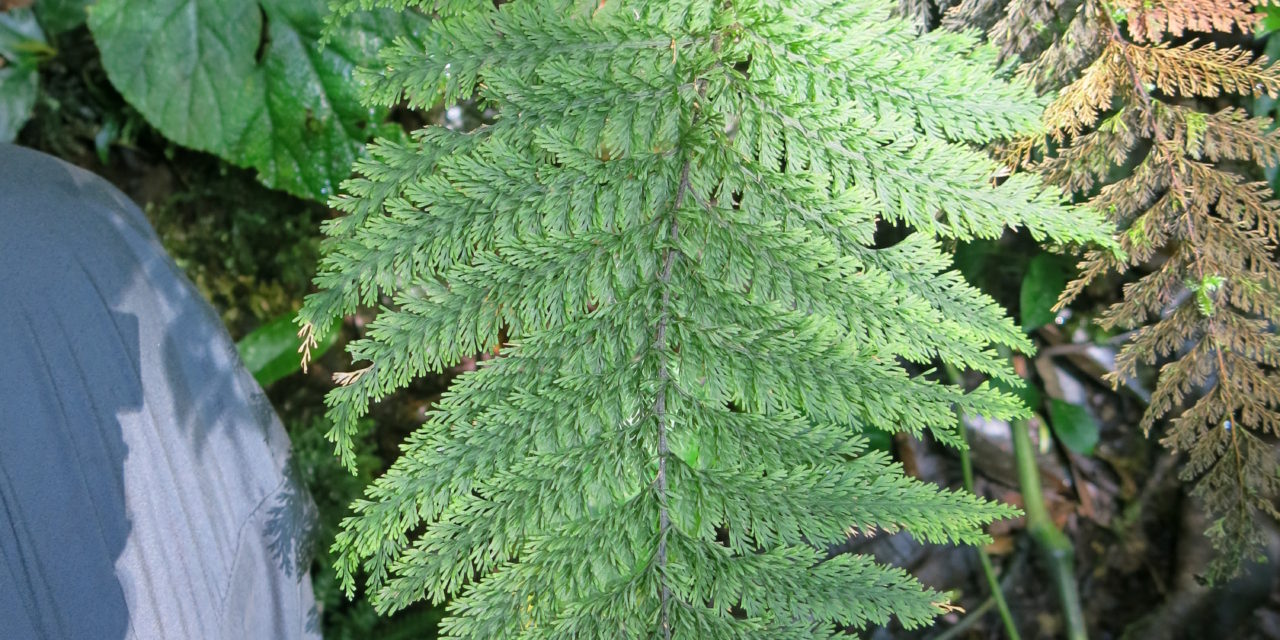 Abrodictyum meifolium