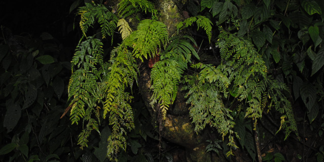 Asplenium fragrans