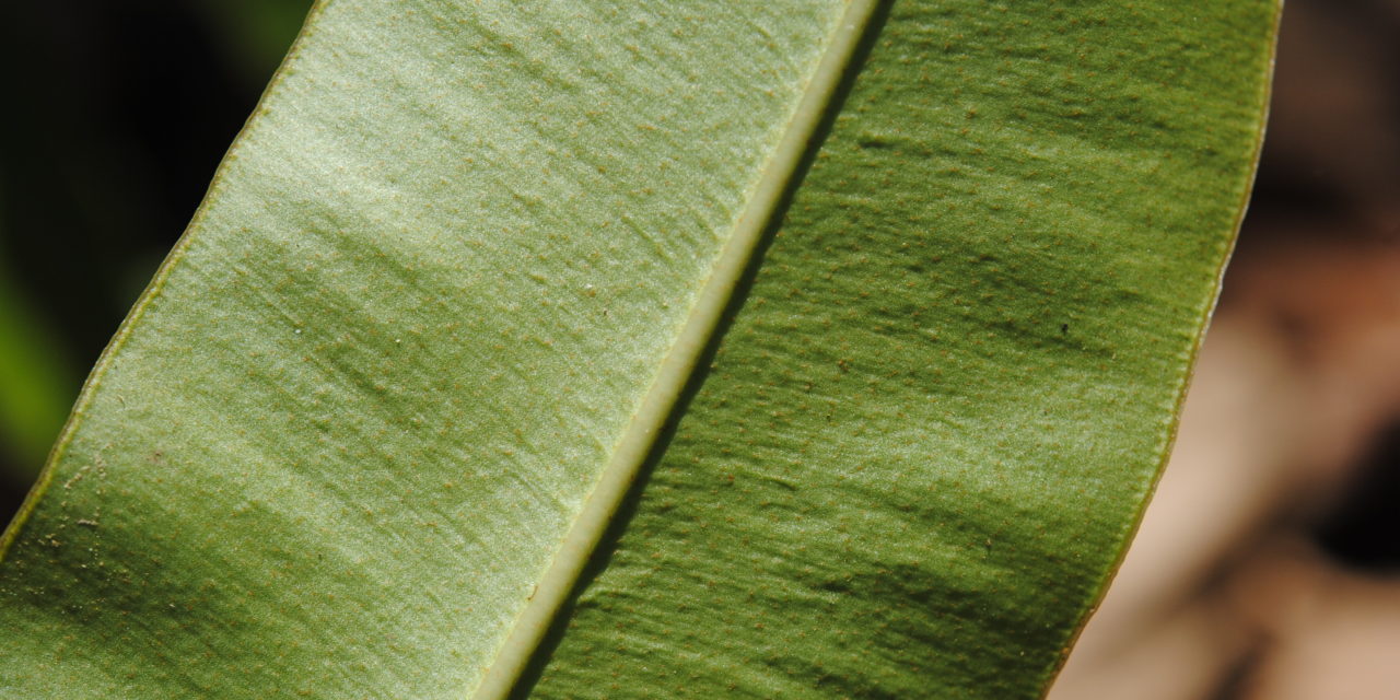 Elaphoglossum yourkeorum