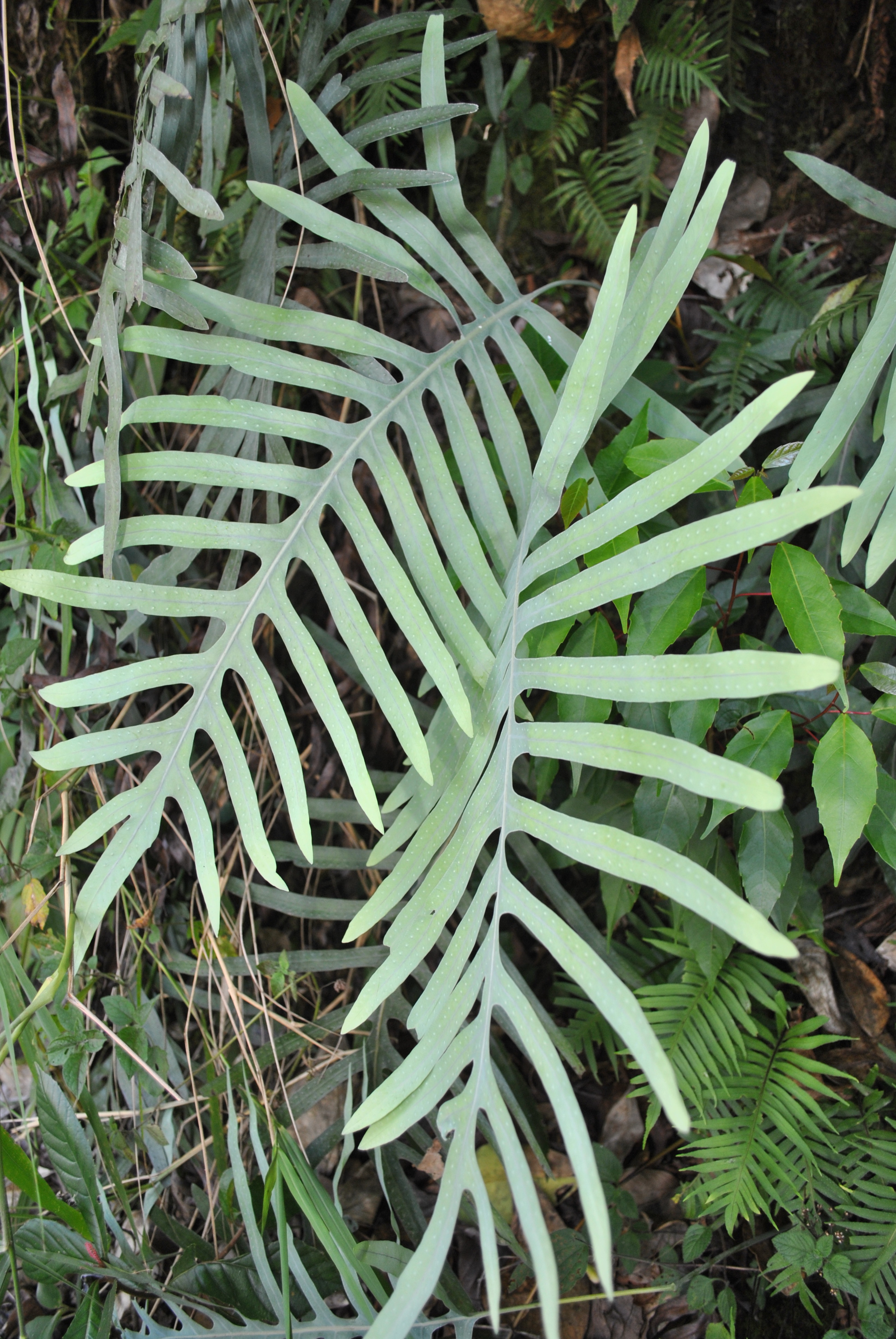 Phlebodium areolatum