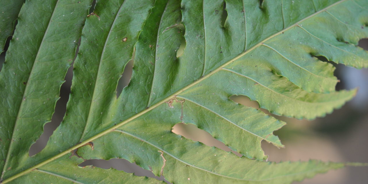 Bolbitis aliena