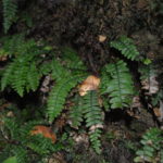 Austroblechnum stoloniferum