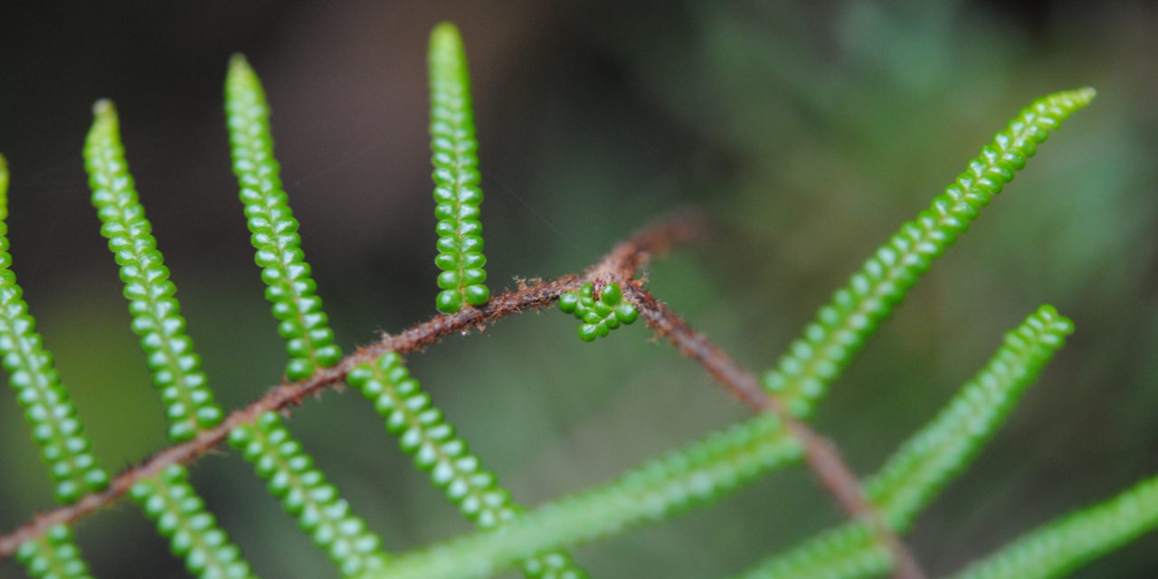 Gleichenia microphylla