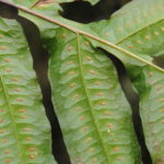 Polypodium rhachipterygium