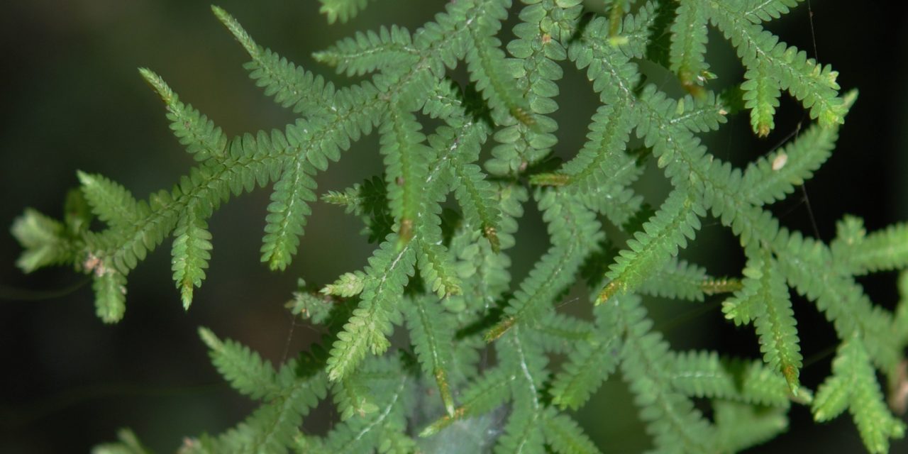 Selaginella subrugosa