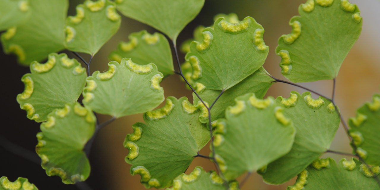 Adiantum poiretii