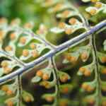 Pleopeltis monosora