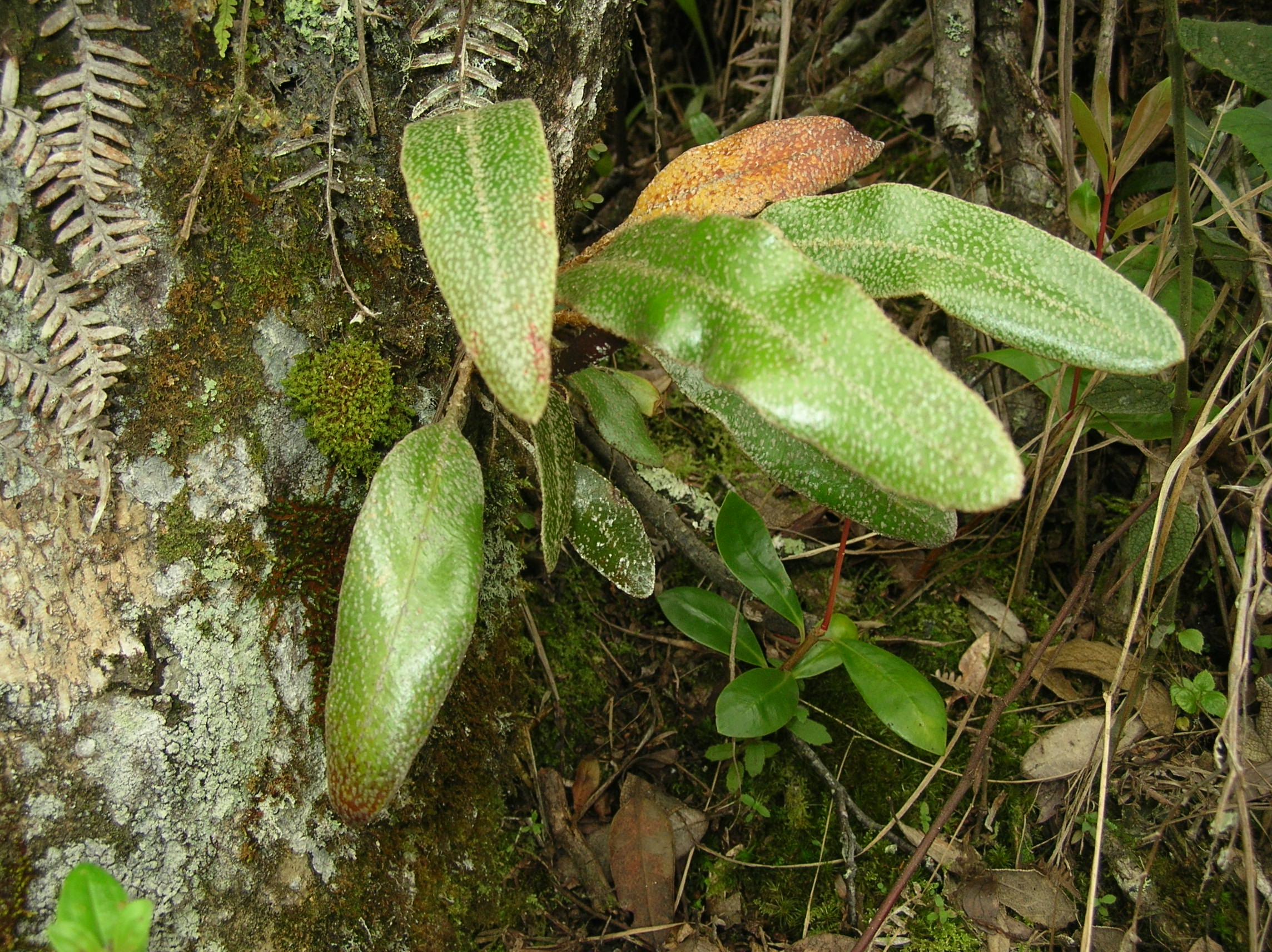 Elaphoglossum lehmannianum