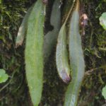 Elaphoglossum costaricense