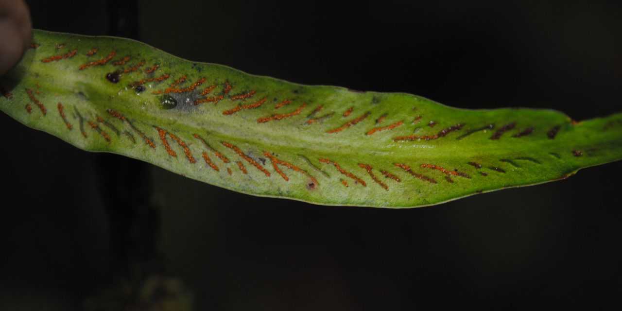 Scoliosorus ensiformis