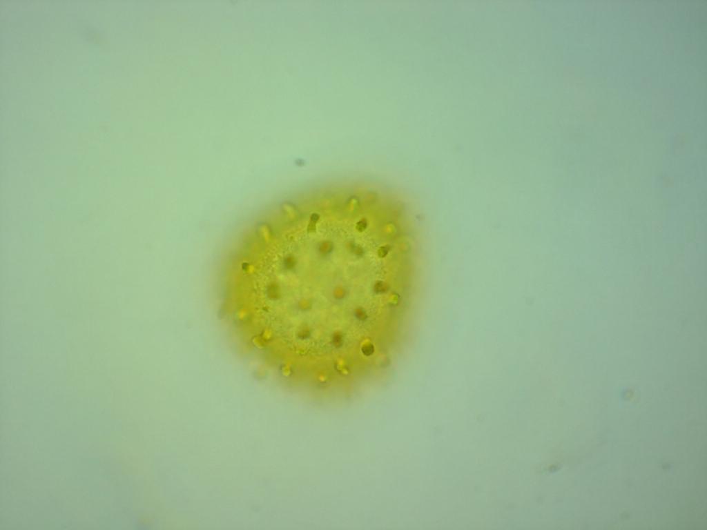 Selaginella pallescens