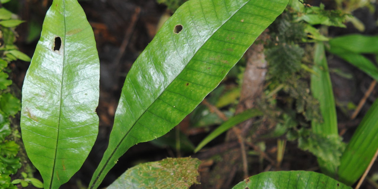 Dracoglossum plantagineum