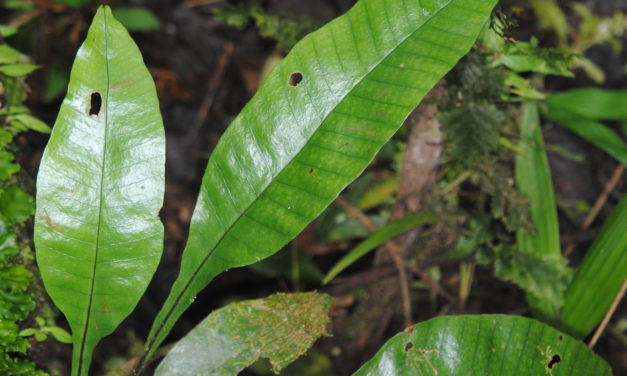 Dracoglossum plantagineum