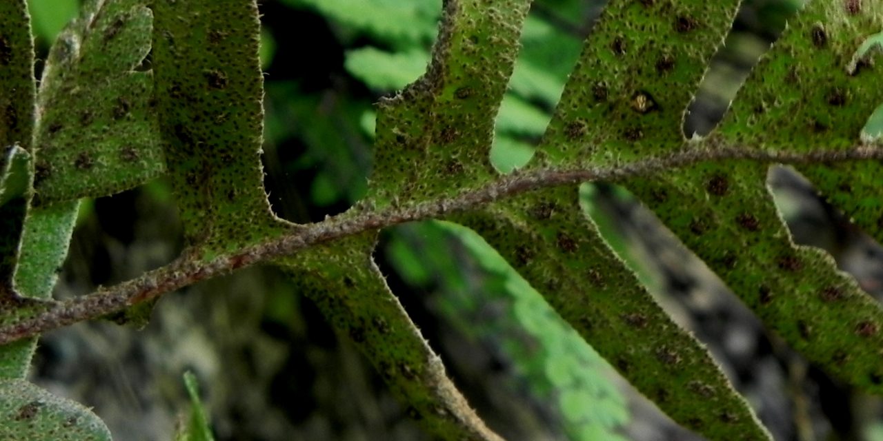 Pleopeltis thyssanolepis