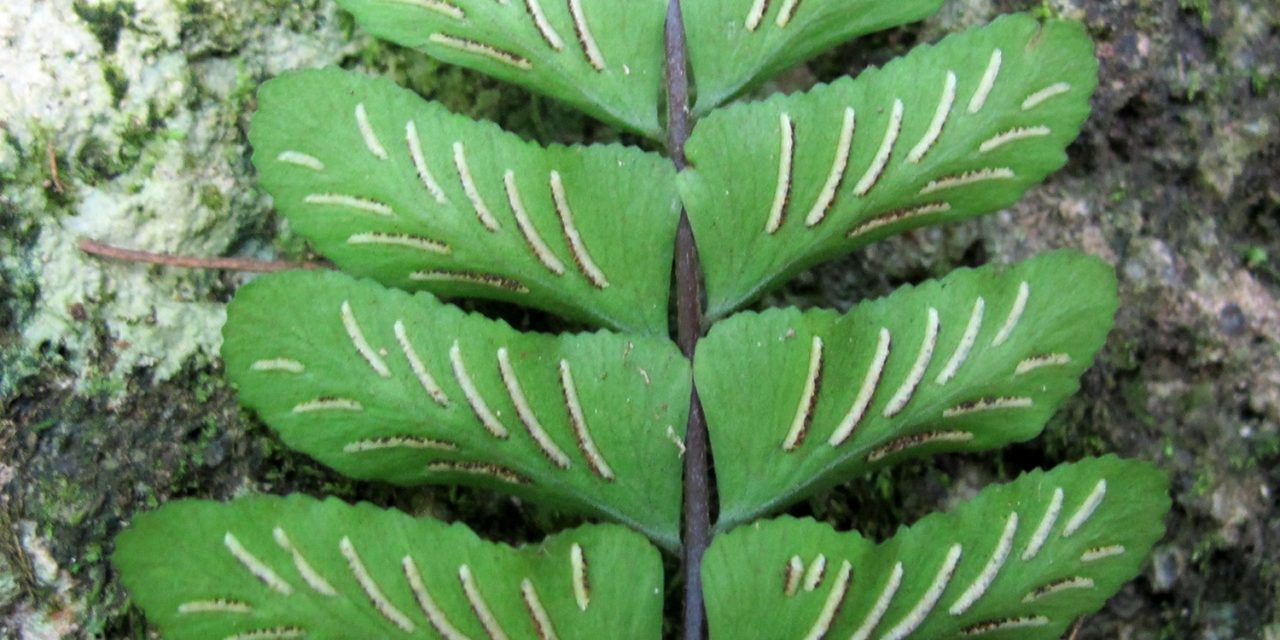 Asplenium bradei