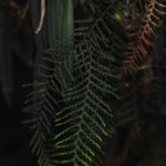 Tomophyllum bipinnatifidum