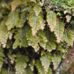 Hymenophyllum rubellum