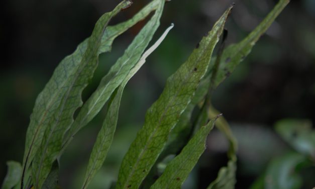 Lepisorus novoguineensis
