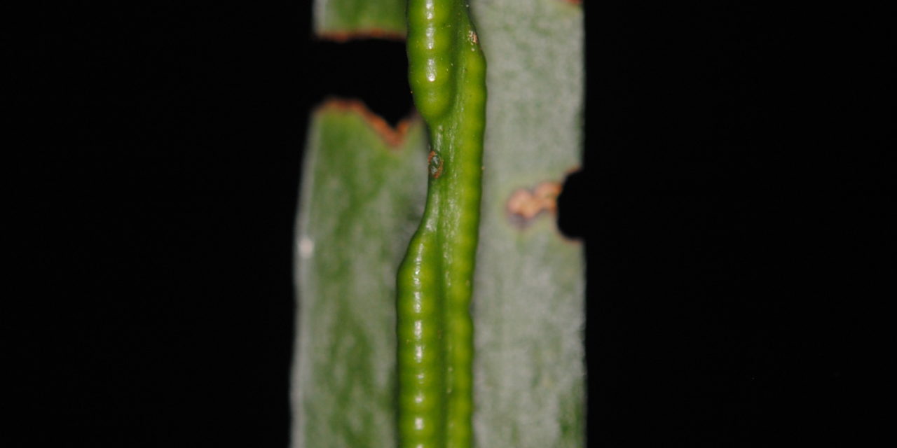Ophioderma pendula