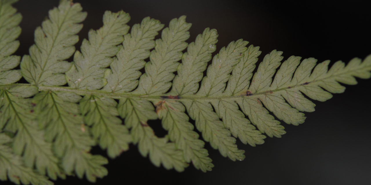 Diplazium ingens