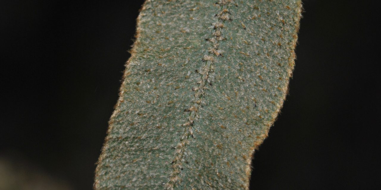Elaphoglossum paleaceum