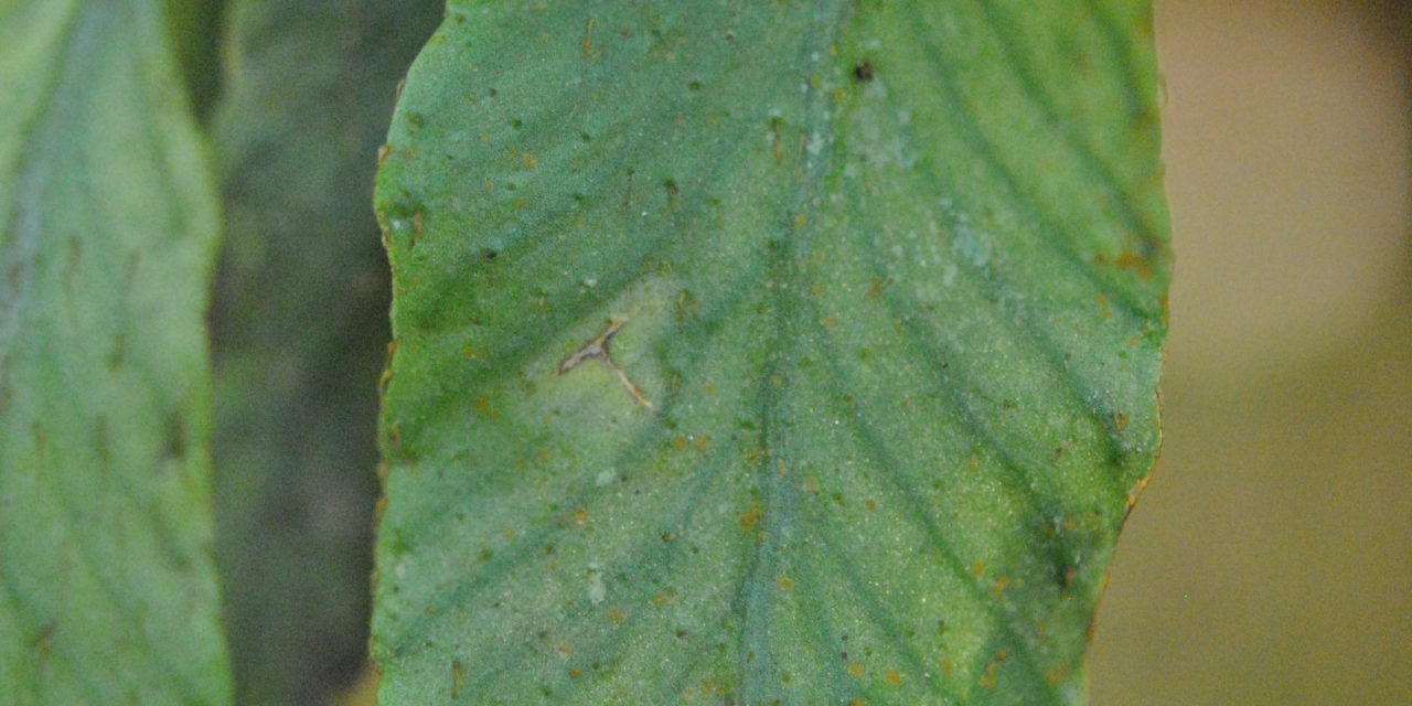 Elaphoglossum lanceum