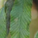 Elaphoglossum lanceum
