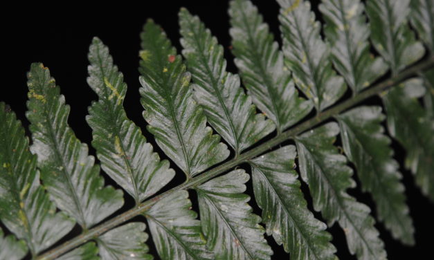 Asplenium tenerum