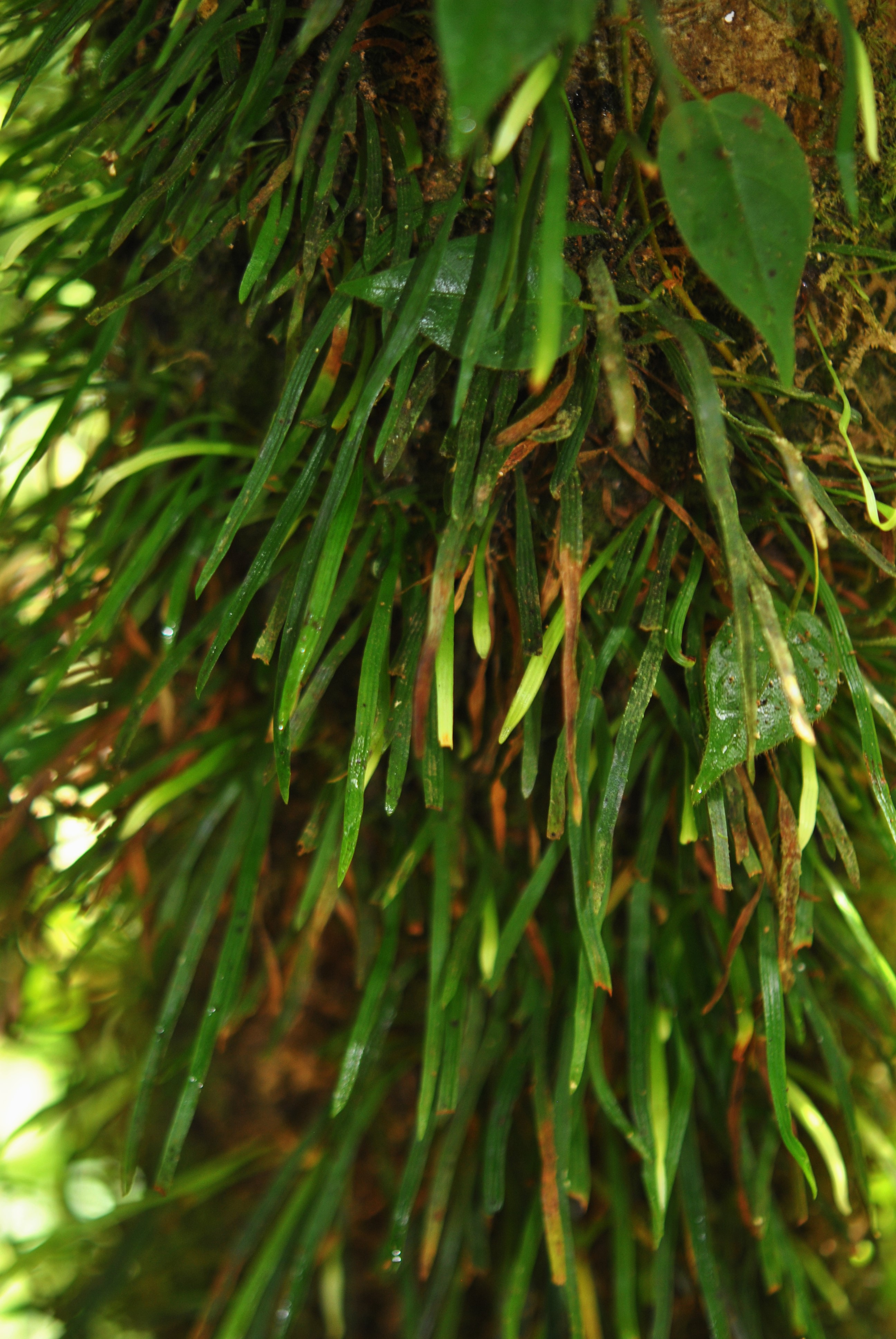 Haplopteris angustifolia
