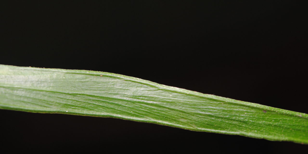 Haplopteris zosterifolia