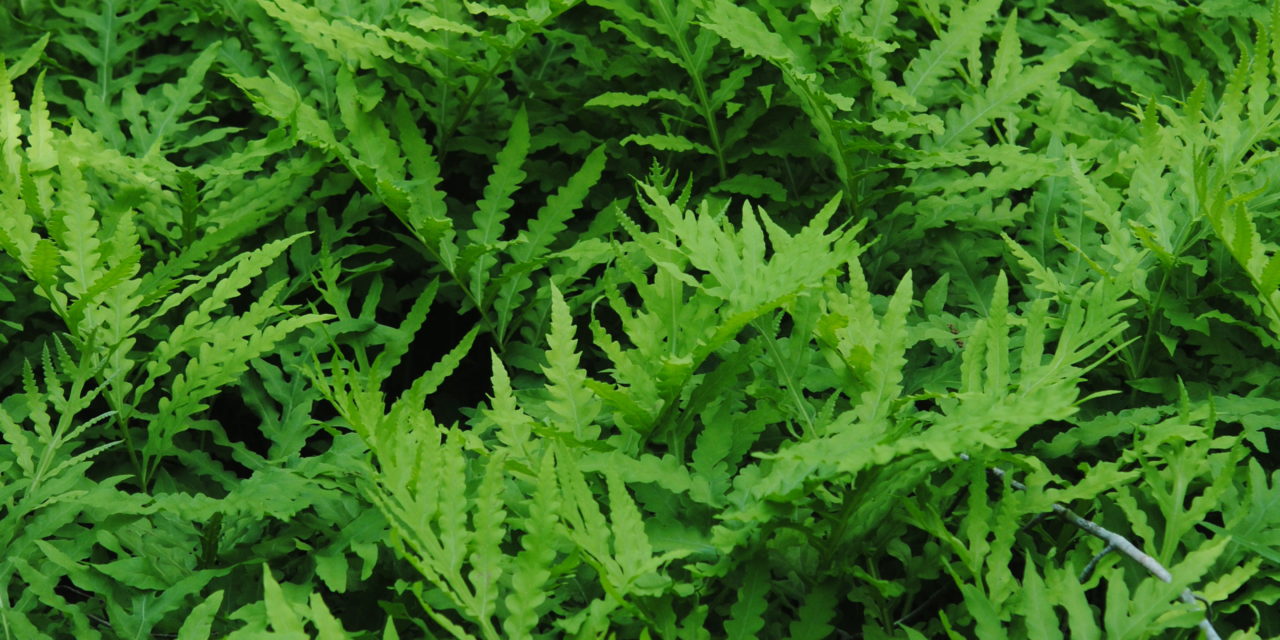 Onoclea sensibilis