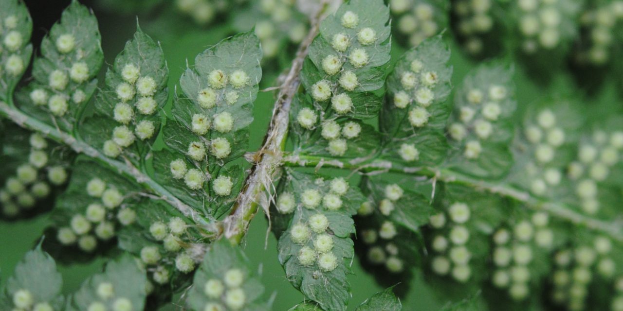 Polystichum braunii