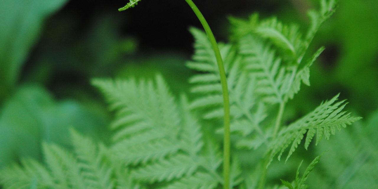 Botrypus virginianus