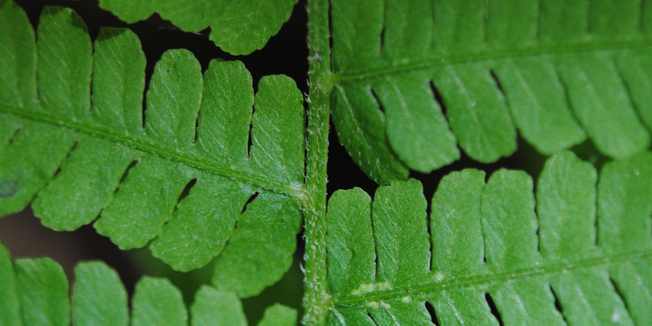 Deparia acrostichoides