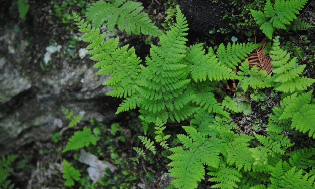 Cystopteris laurentiana