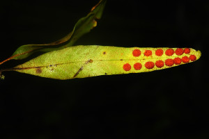 Pleopeltis-macrocarpa