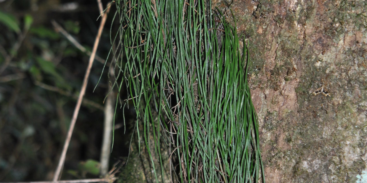 Vittaria graminifolia