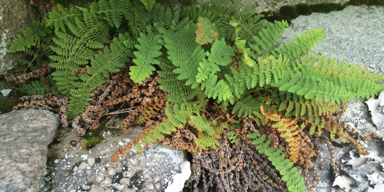 Dryopteris fragrans
