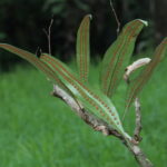 Microgramma megalophylla