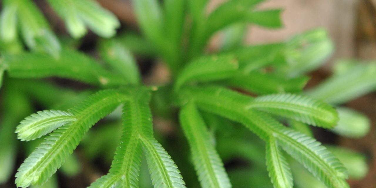 Selaginella kerstingii