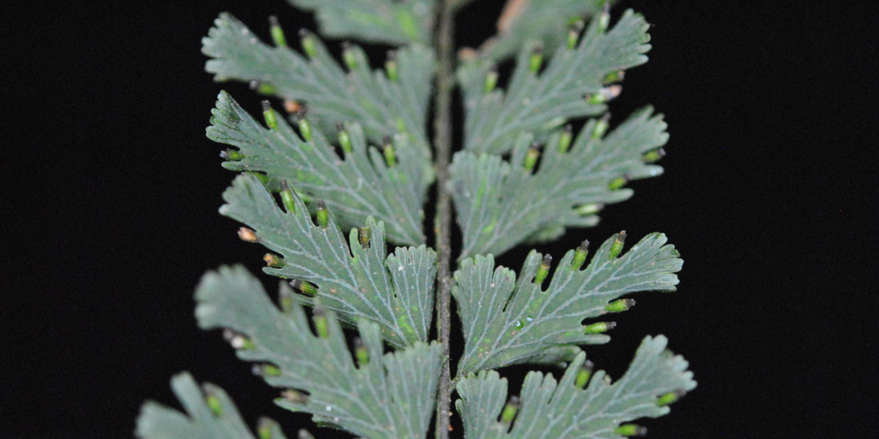 Vandenboschia auriculata