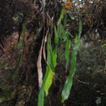 Elaphoglossum cf angulatum