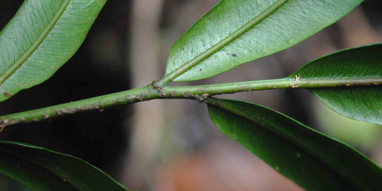 Lomariopsis cf. intermedia