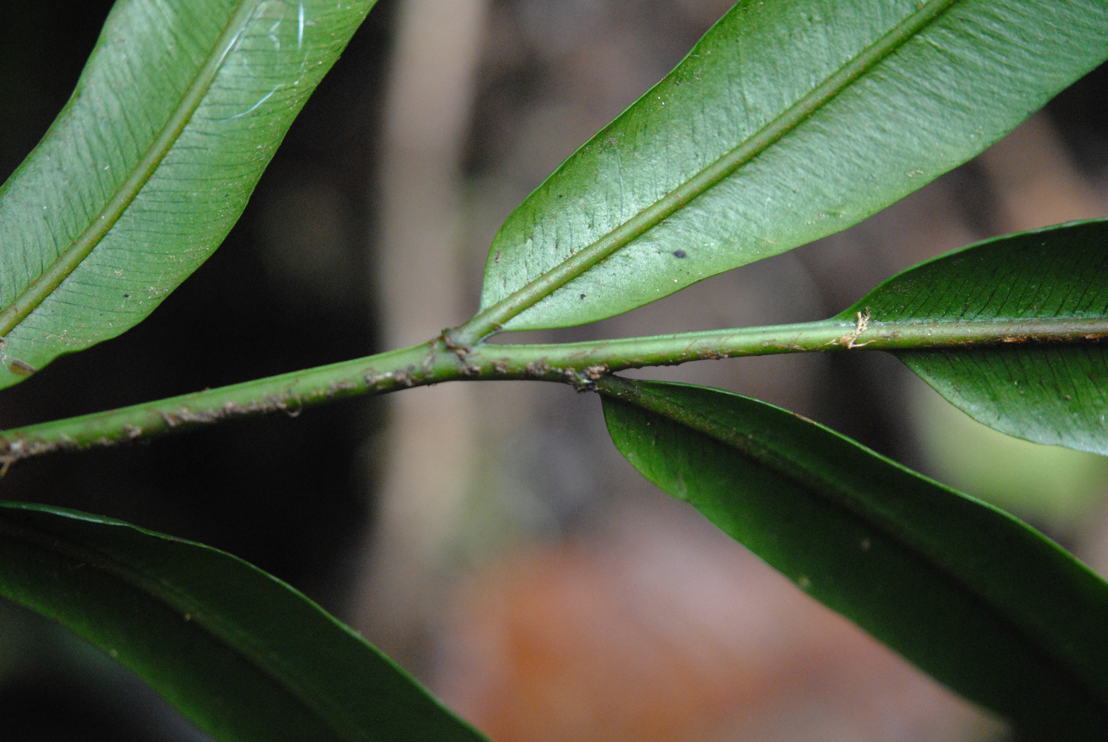 Lomariopsis cf. intermedia