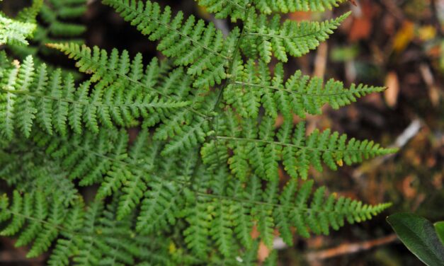 Dryopteris nubigena