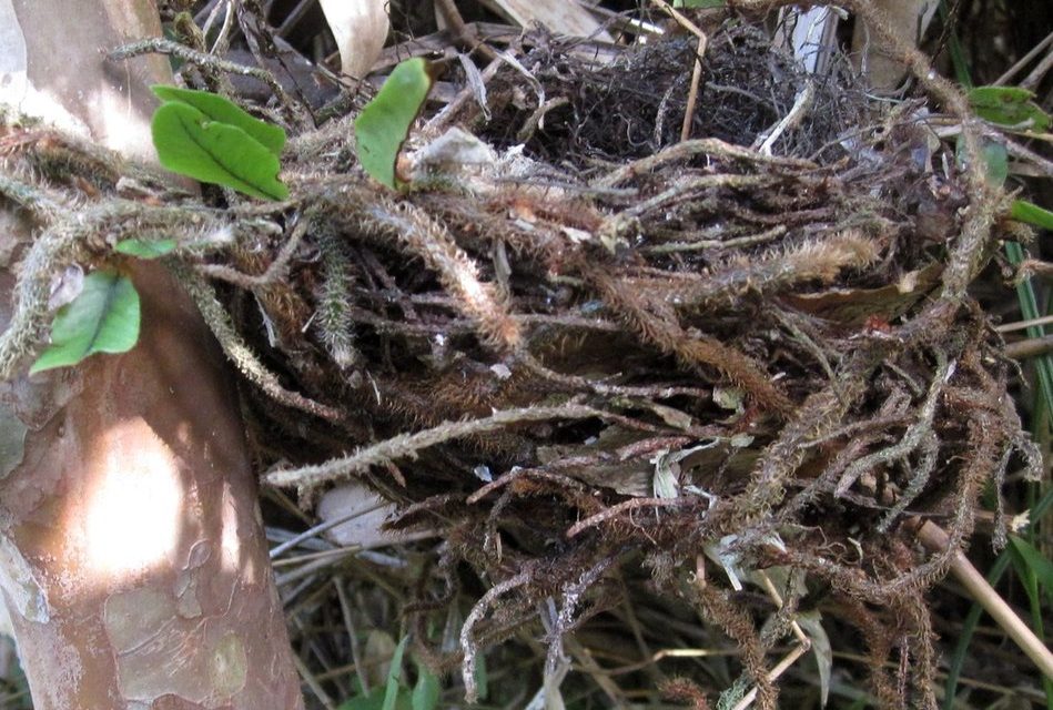 Nest made with Microgramma vacciniifolia